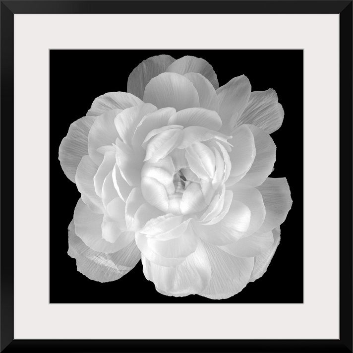 Big square photograph involving a close-up of a Ranunculus flower.