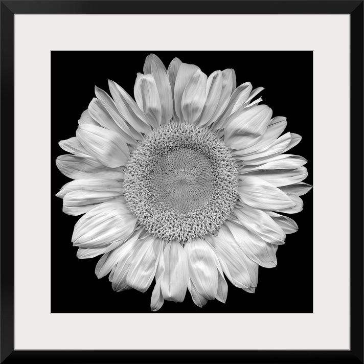 This top down photograph shows the stark contrast of a sunflower against a solid black backdrop.