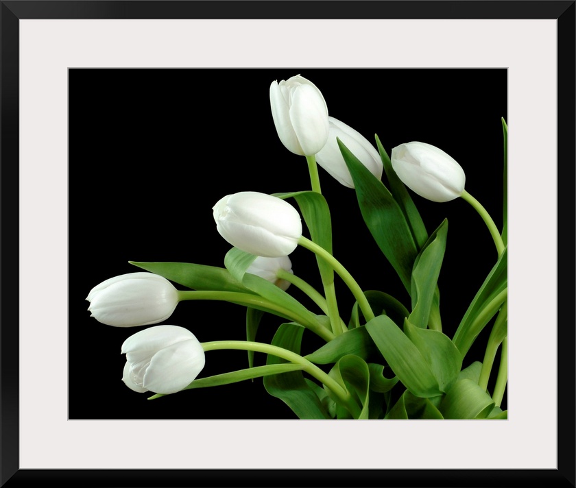 Photograph of flowers and their leaves against a dark staged background.