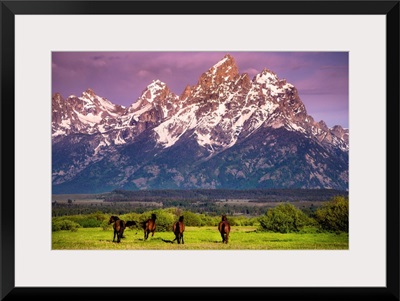 Wild Horses running, Grand Teton National Park, Wyoming