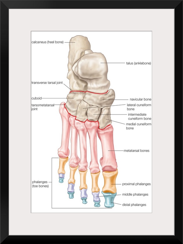 Bones of the foot - dorsal view. skeletal system