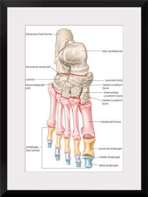 Bones of the foot - dorsal view. skeletal system