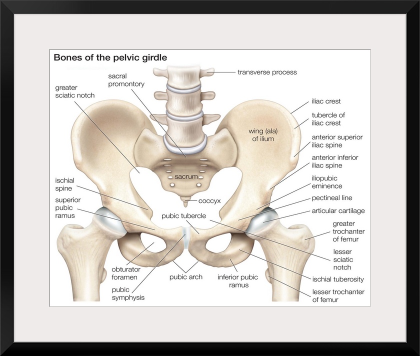 Bones of the pelvic girdle. skeletal system