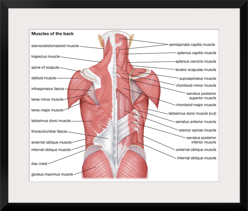 Muscles of the back - posterior view