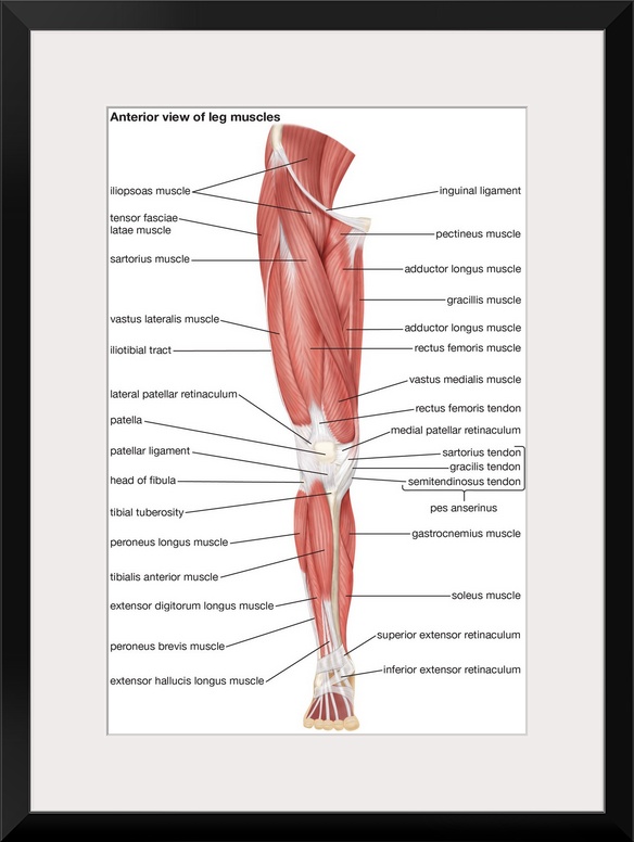 Muscles of the leg - anterior view