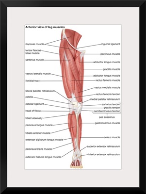 Muscles of the leg - anterior view