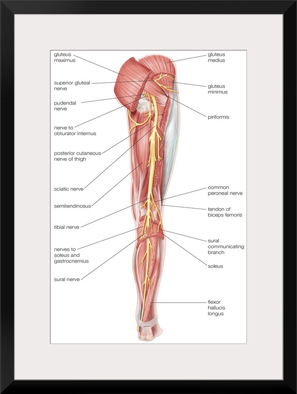 Nerves of the right leg - posterior view. nervous system