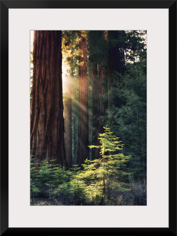Redwood National Park, California - Sunlit Trees