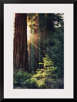 Redwood National Park, California - Sunlit Trees