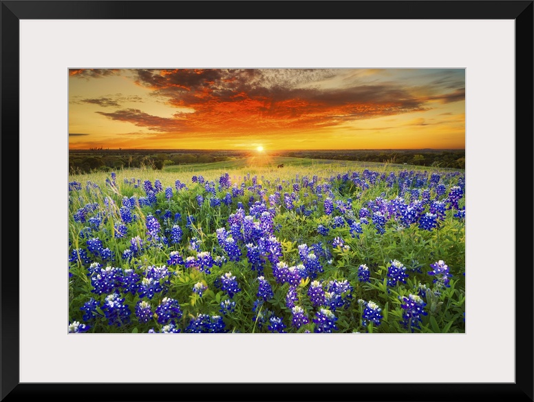 Texas Bluebonnet Flower Field & Sunset