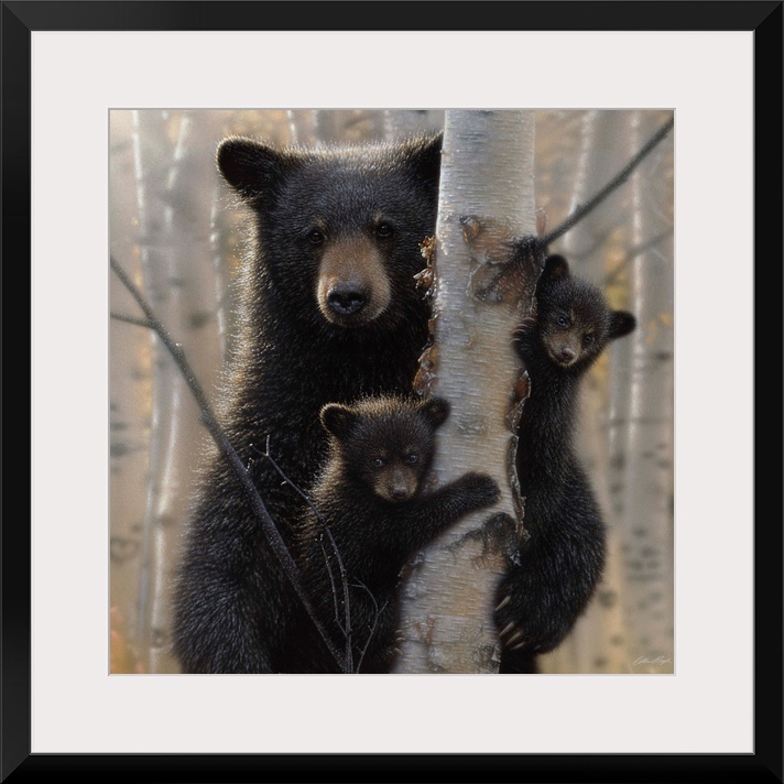 Black Bear Mother and Cubs - Mama Bear