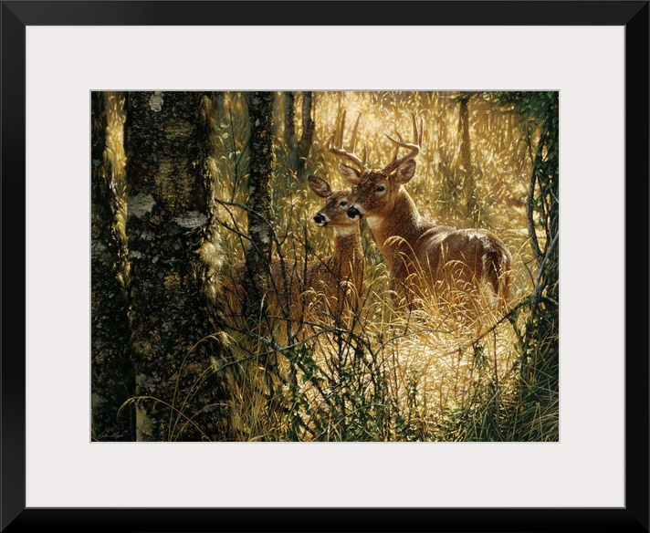 Whitetail Deer - A Golden Moment - Horizontal