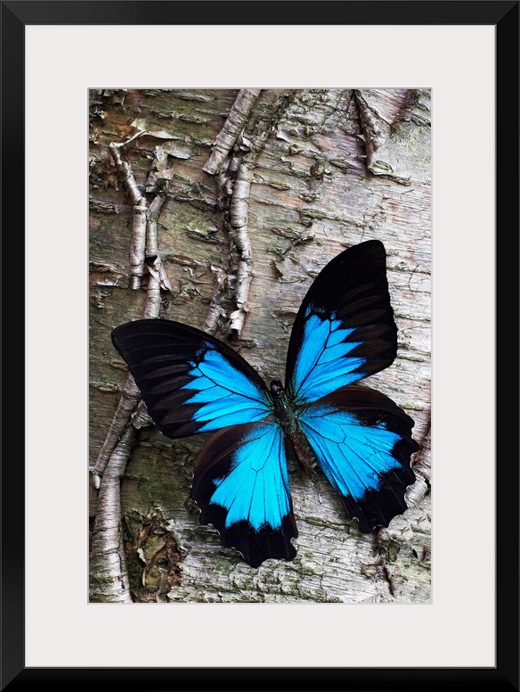 Photograph of brightly colored insect on cracked tree bark.