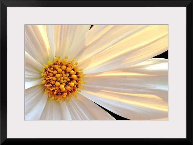 Giant, horizontal close up photograph of a daisy that is sun lit from behind, with white and golden petals.