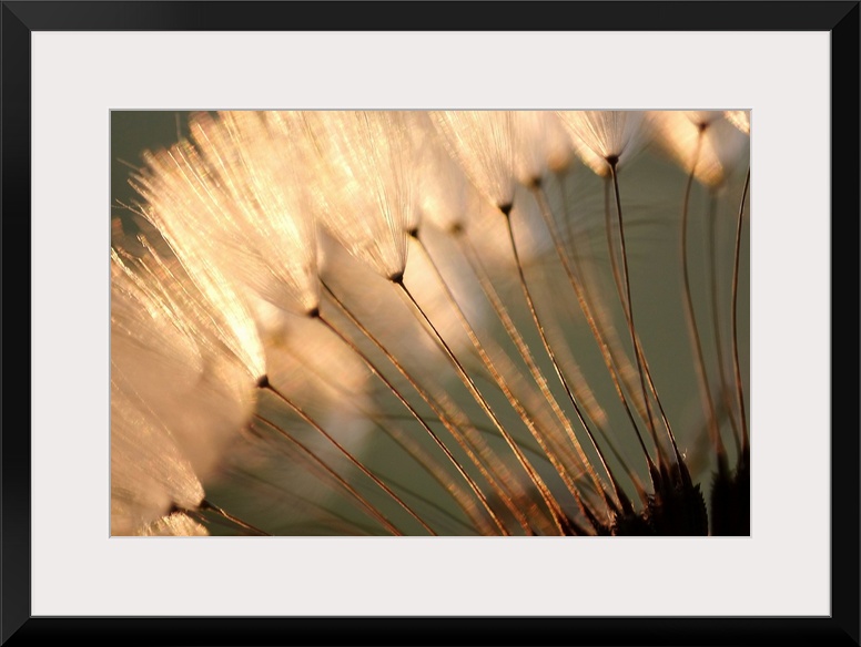 Landscape close up photograph of white, fluffy dandelion seeds at sunset.