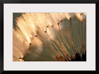 Dandelion Seed Puffs at Sunset