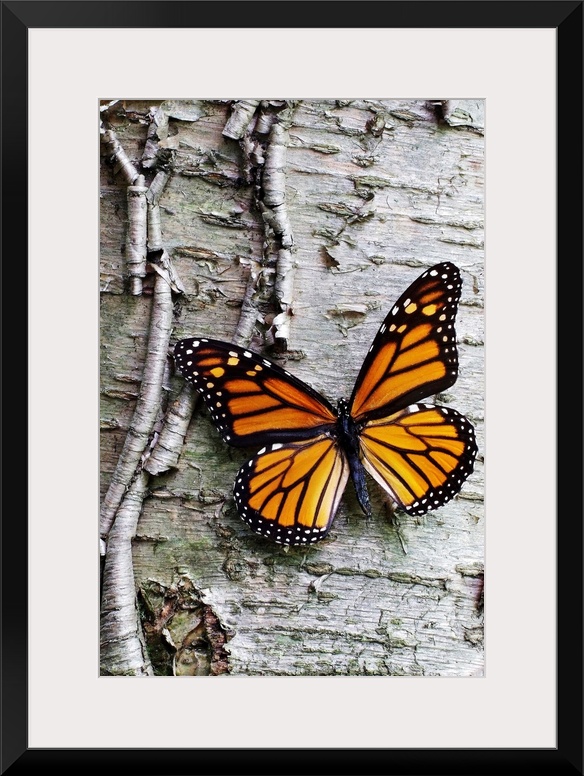 Giant photograph showcases a lone butterfly sitting against the roughly textured bark of a tree.