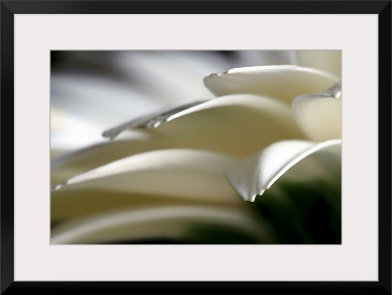 Horizontal home decor of an extreme close up photograph of flower petals on a daisy.