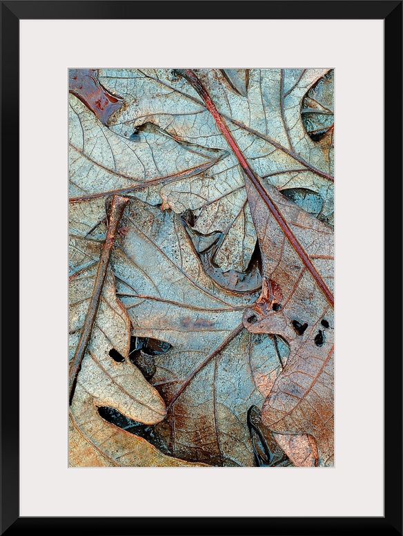 Up-close vertical panoramic photograph of soaked leaves showing their outline and veins.