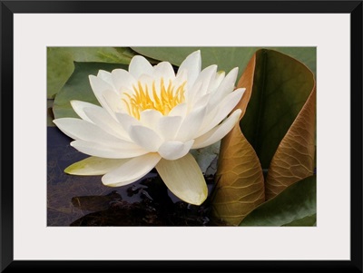White Waterlily with Green Lilypads