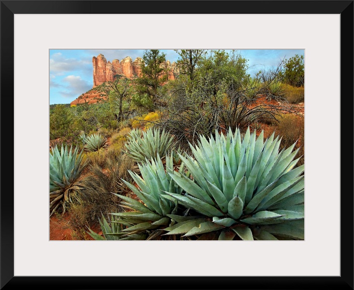 Dessert plants growing in the foreground of this photograph of a famous geographic feature.