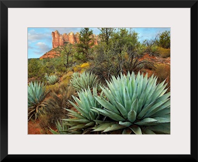 Agave and Coffee Pot Rock near Sedona, Arizona