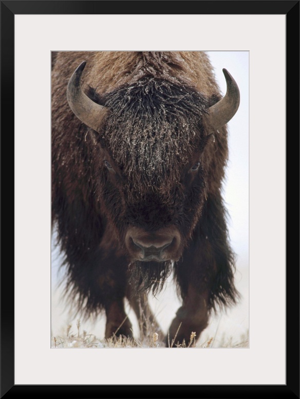 American Bison (Bison bison) portrait in snow, North America