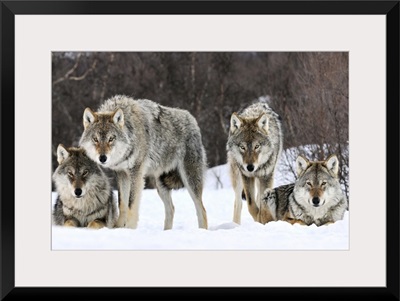 Gray Wolf (Canis lupus) group, Norway