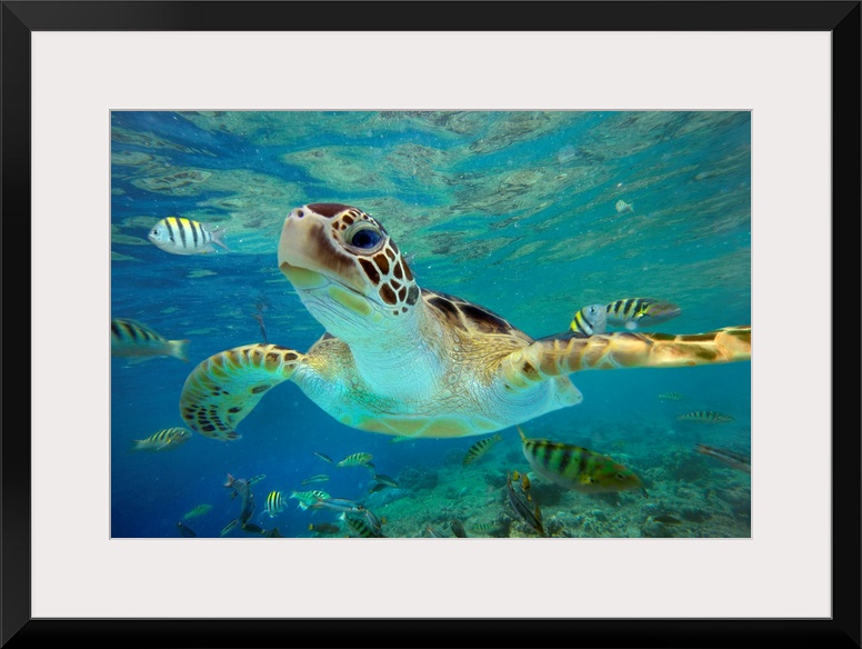 Huge photograph displays a close-up of a tortoise as it swims through a school of fish within a shallow portion of the Pac...