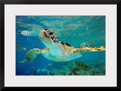 Green Sea Turtle (Chelonia mydas), Balicasag Island, Philippines