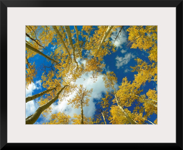 Big photograph looking up at a forest of Aspen trees with the sunny Colorado sky in the background.