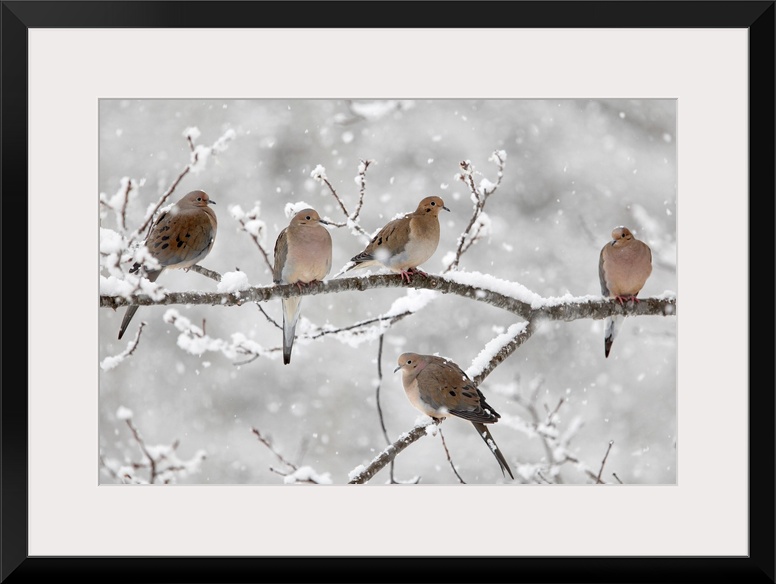 Horizontal, large photograph of five mourning doves on a snow covered branch in Nova Scotia, Canada.