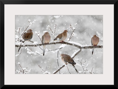 Mourning Dove (Streptopelia decipiens) group in winter, Nova Scotia, Canada