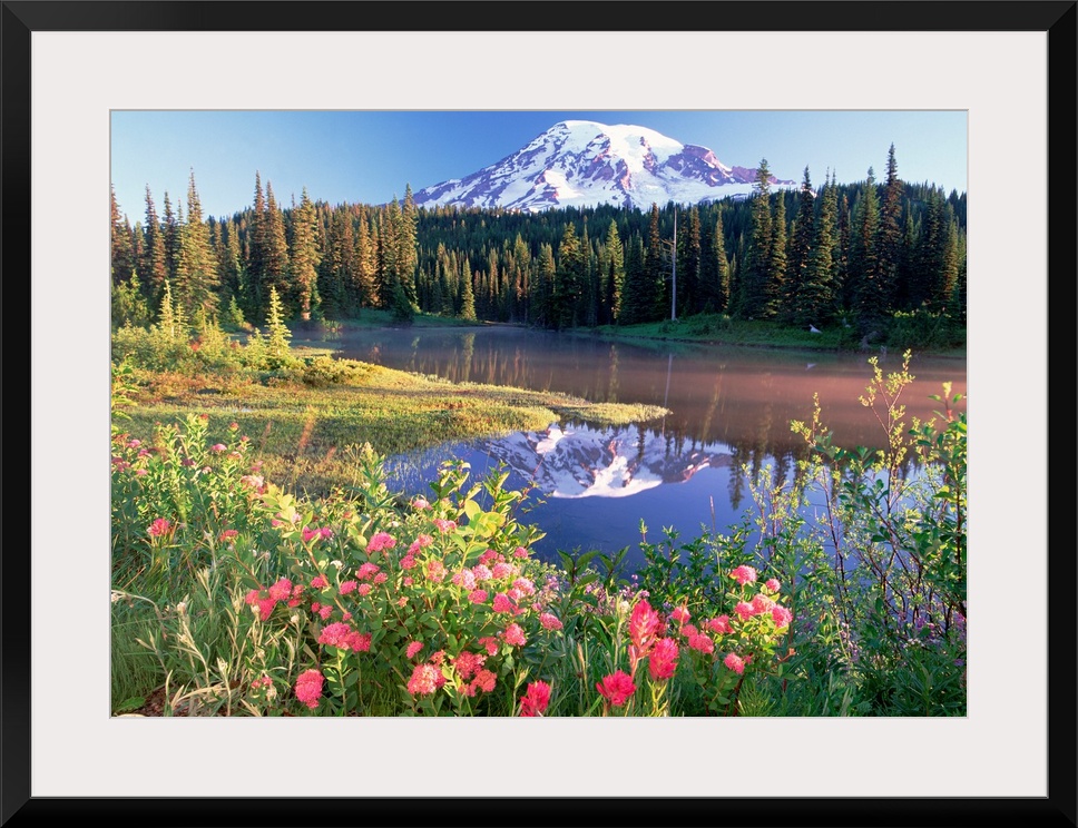 A snow covered mountain is reflected in a lake that is lined with a dense forest with spring flowers in the foreground.