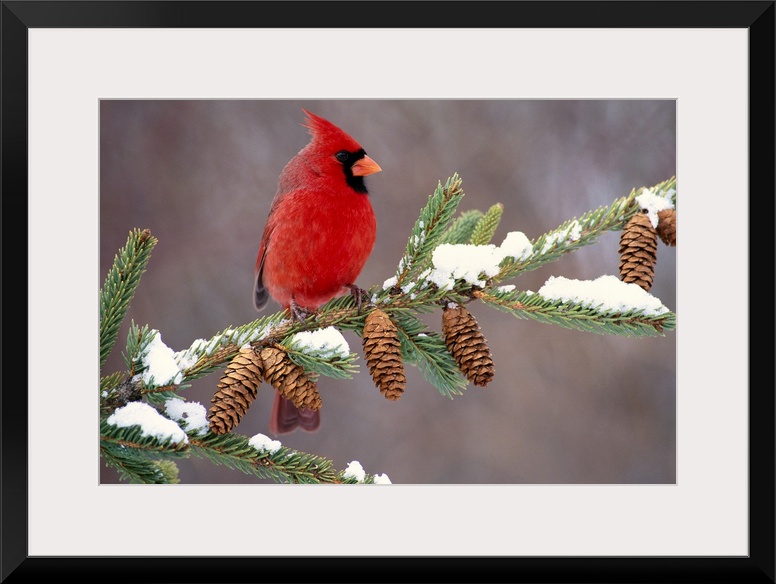 A North American song bird rests on a pine branch covered with snow in his horizontal wall art.