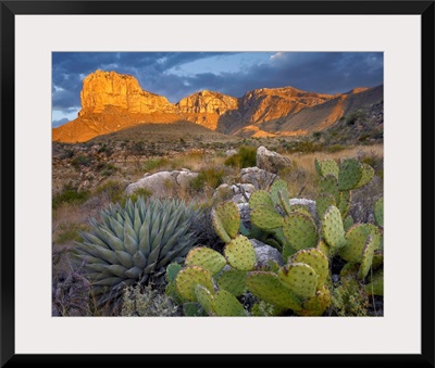 Opuntia cactus and Agave near El Capitan, Chihuahuan Desert, Texas