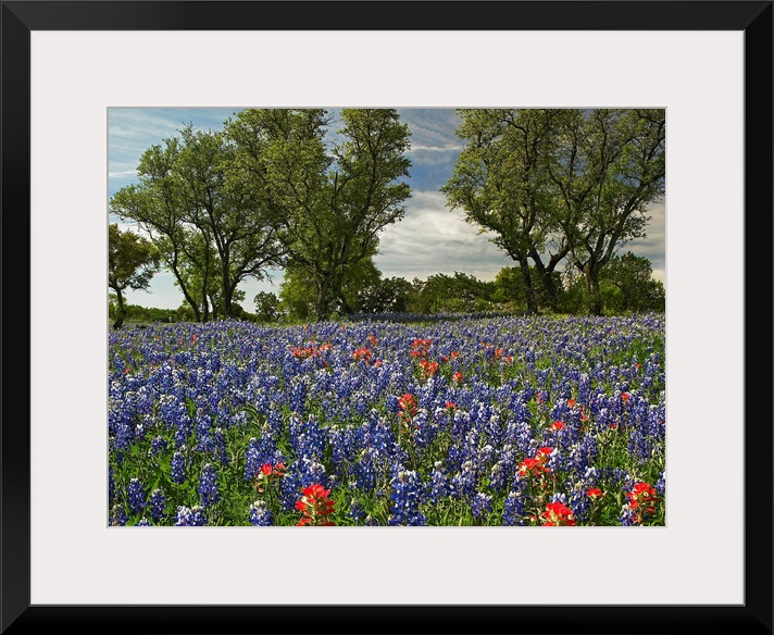 Huge photograph shows a field covered with brightly colored flowers extending throughout the entire picture.  In the middl...