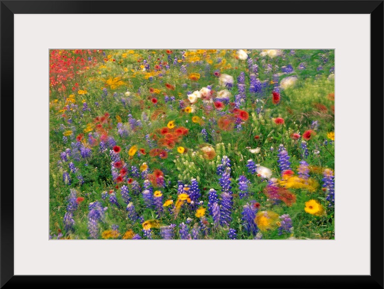 Photograph of brightly colored flowers and tall grass swaying in the breeze with a blurred effect.