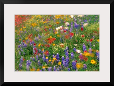 Wildflowers Blowing In The Wind Hill Country Texas