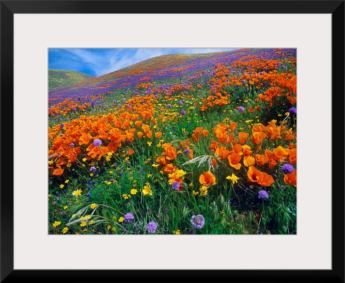 This photograph is a color landscape of California Poppies (Eschscholzia californica) and other blooms covering a hill in ...