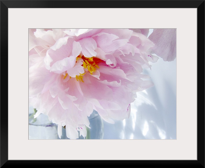 Peony on Blue