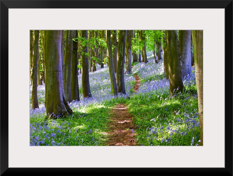 Big photograph focuses on a small dirt path traveling down a dense woodland that is filled with trees and beautiful flower...