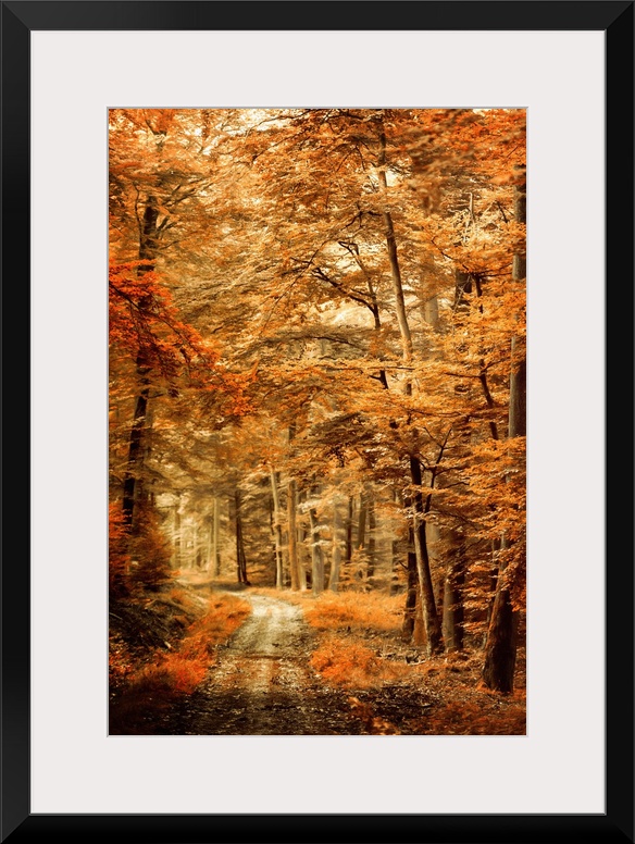 Photograph of an Autumn landscape with a path through woods with orange leaves and a shallow depth of field.