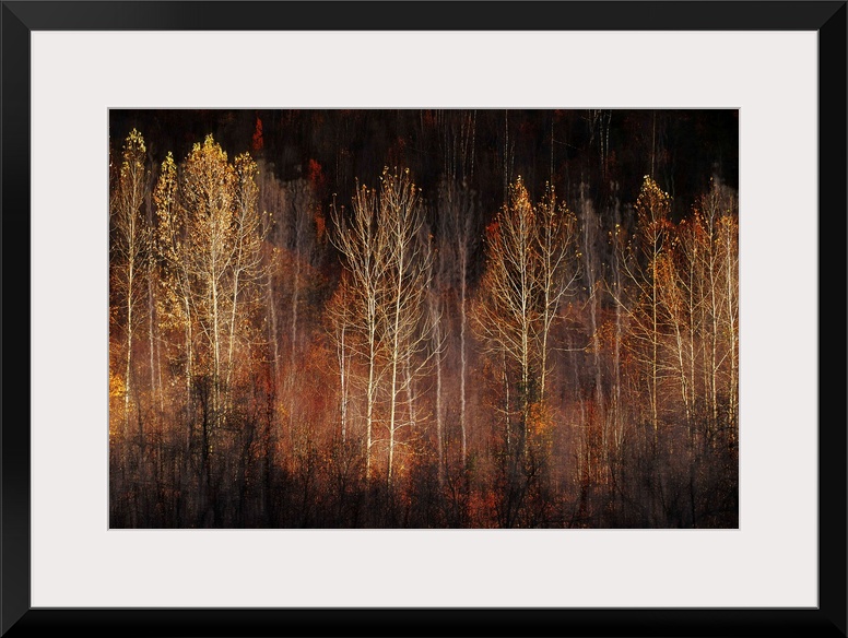 Abstract interpretation of a group of trees in late Fall