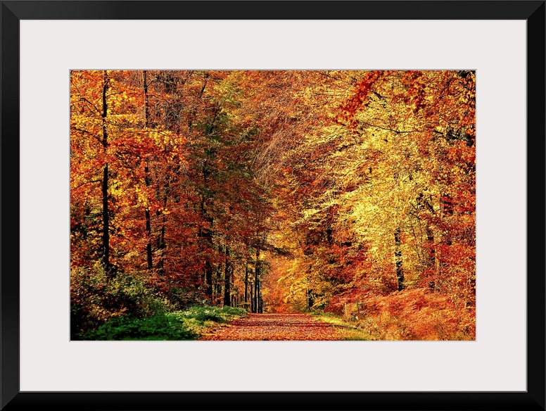 A road that becomes a tunnel through a forest full of fall colors in this horizontal photograph.