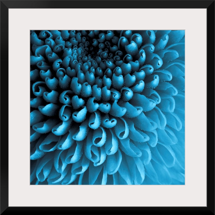 Up close photograph of curled Chrysanthemum petals.