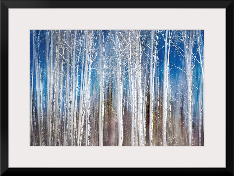 Oversized, landscape painting of a dense forest of thin birch trees with bare branches, on a streaky background of ground ...