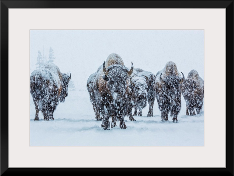 A small herd of bison covered in snow in the winter in Yellowstone National Park, Wyoming.