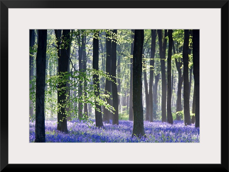 Huge photograph taken of the sun making its way through a dense forest filled with trees and bluebell flowers.