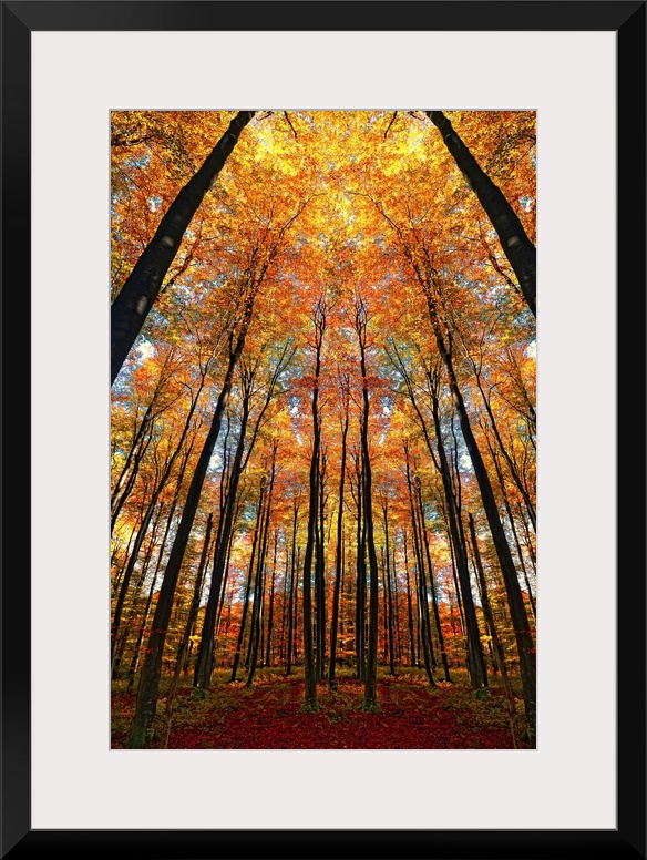 A dramatic photographic scene of slender silhouettes of trees towering above the viewer and a canopy of flame colored leav...